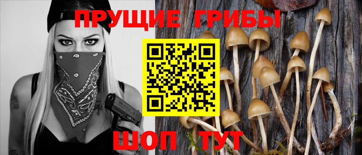 купить наркотик  Вход с VPN  Каменка  Галлюциногенные грибы Magic Shrooms 